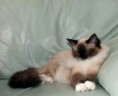/album/kitty/kitty-201406070001-jpg/